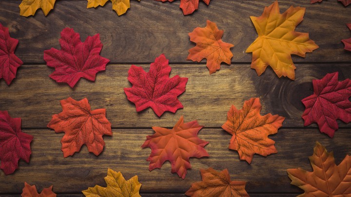 Maple Leaf
