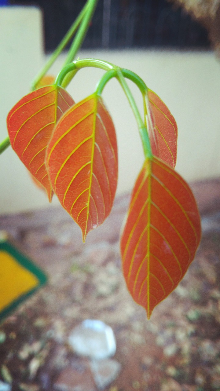 New Leaf