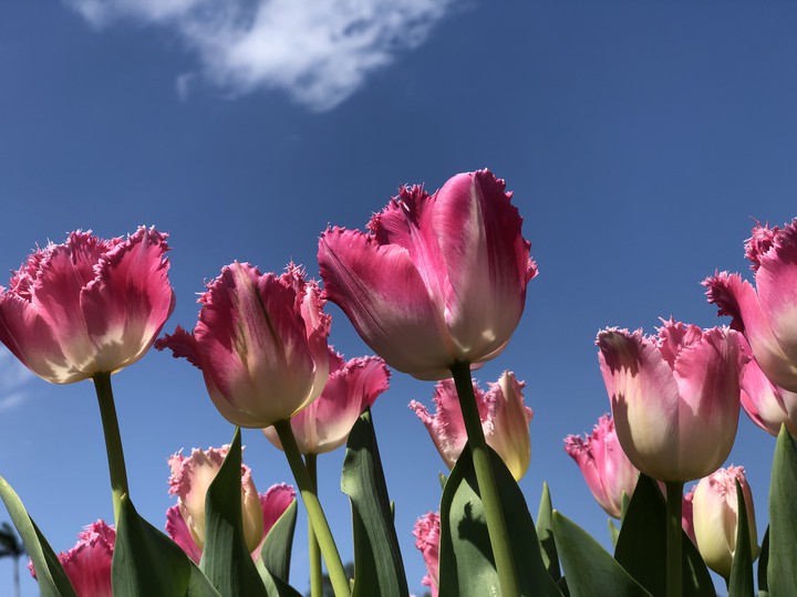 tulips