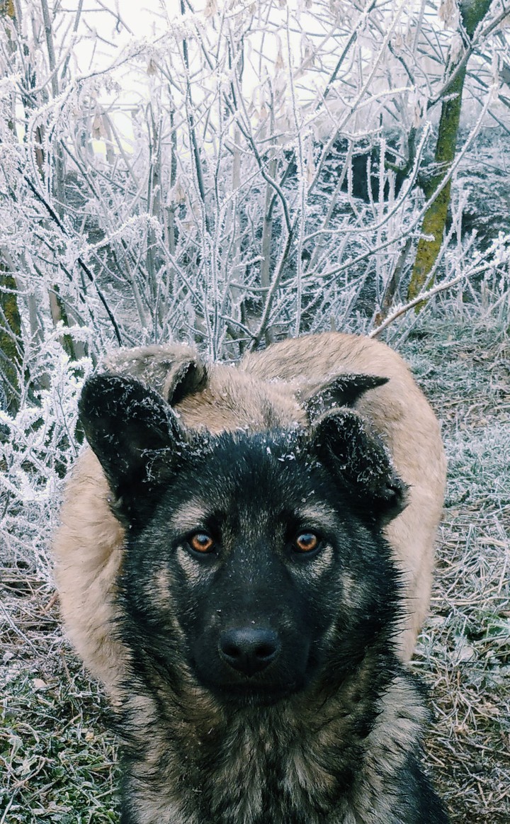Like a wolf)