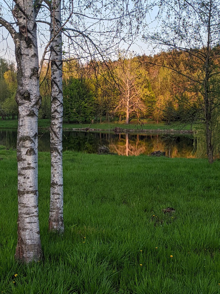 forest lake