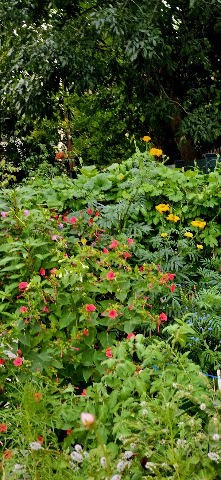 Community Gardens 2026