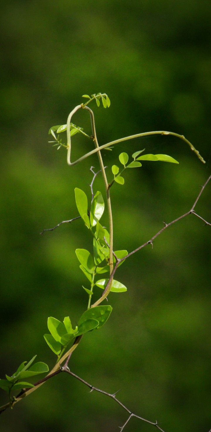 leaves