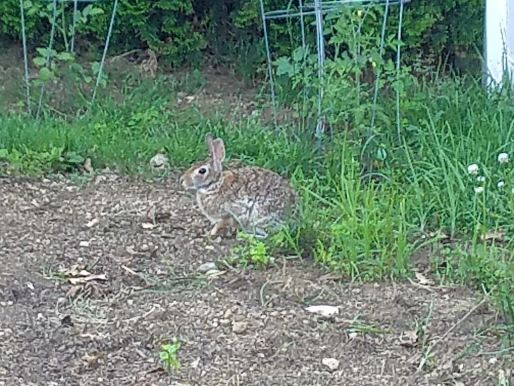 rabbit