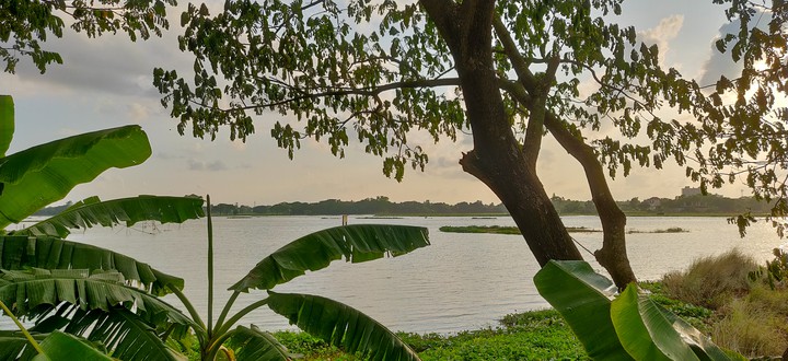 Bengal beauty..