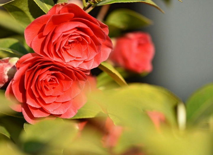 Blumen