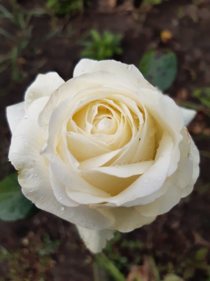 rose
