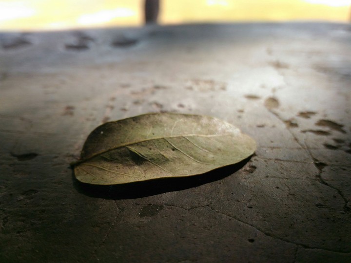 Leaf