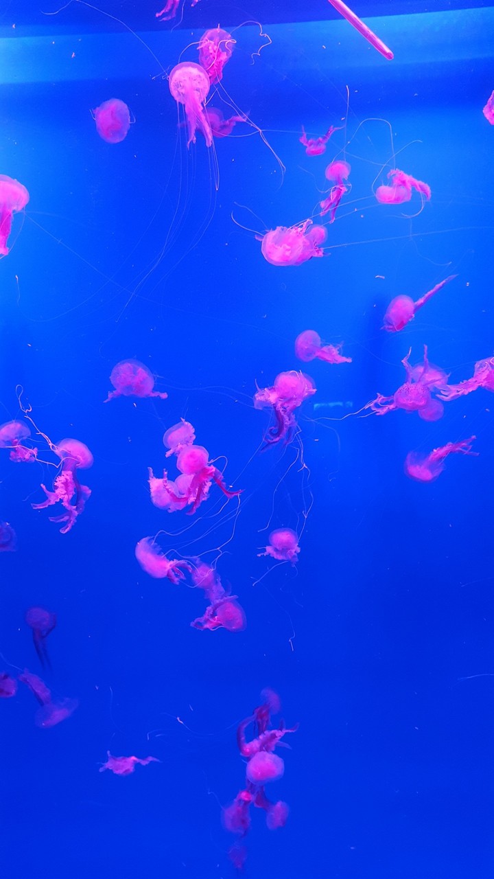 Jellyfish