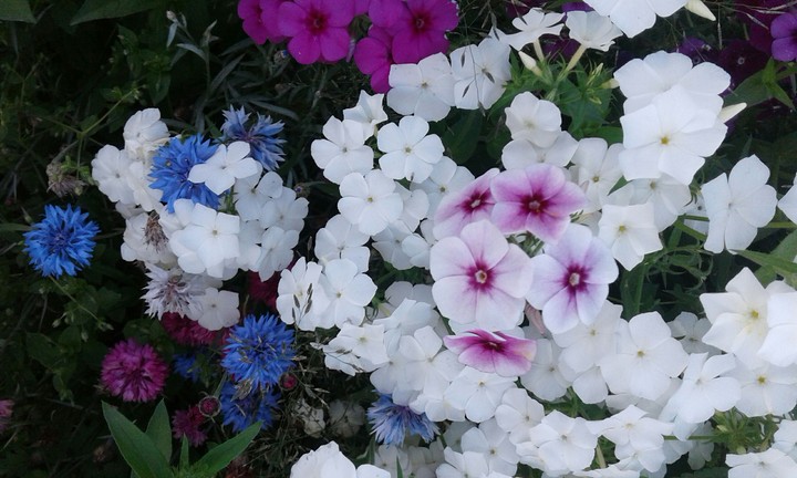 flower
