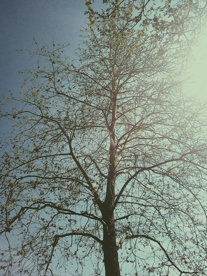 Albero