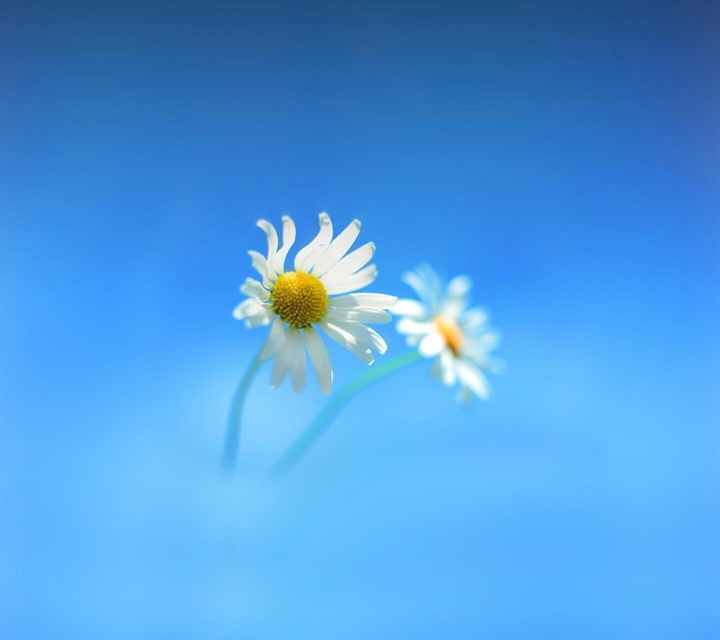 windows 8