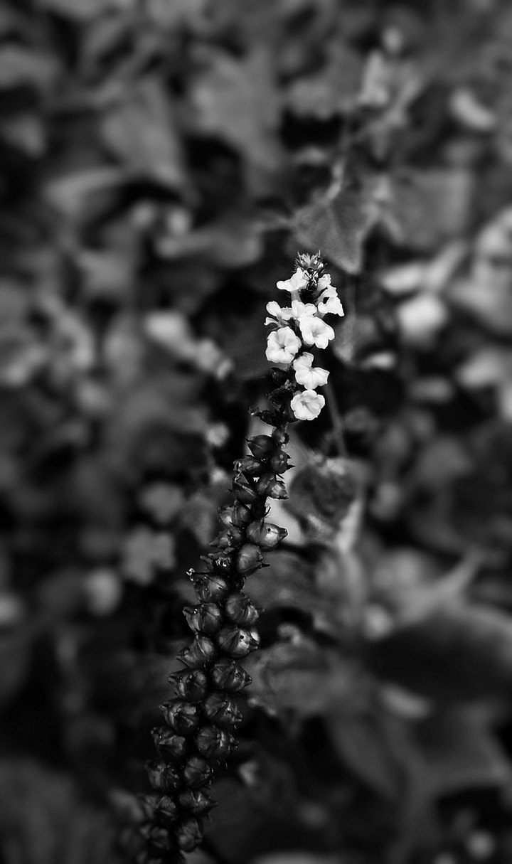 black and white