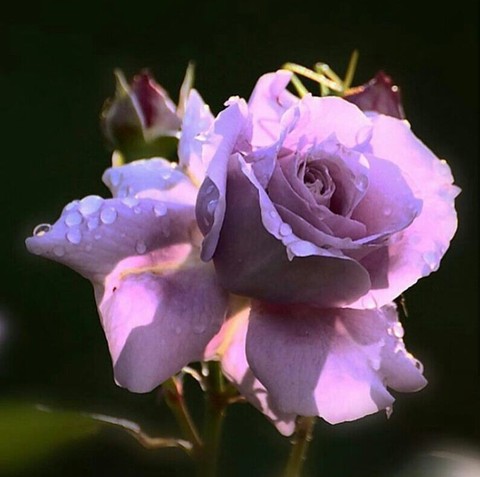 ❤️Beautiful Rose ❤️