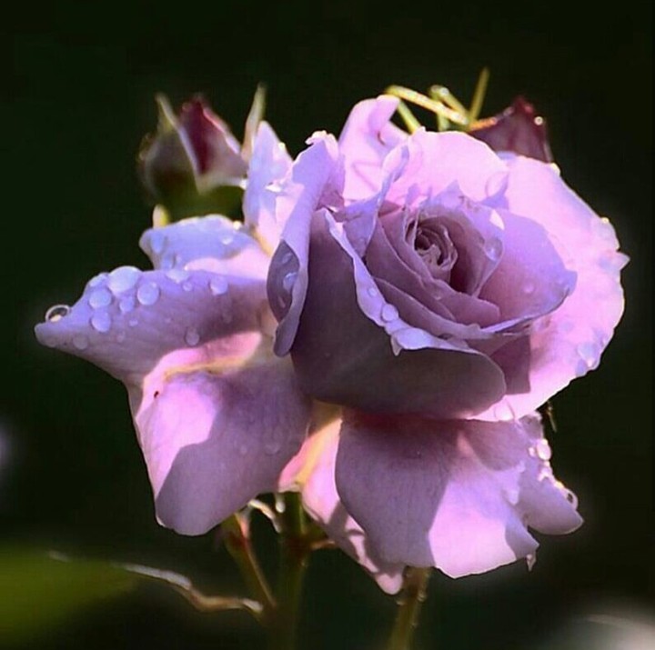 ❤️Beautiful Rose ❤️
