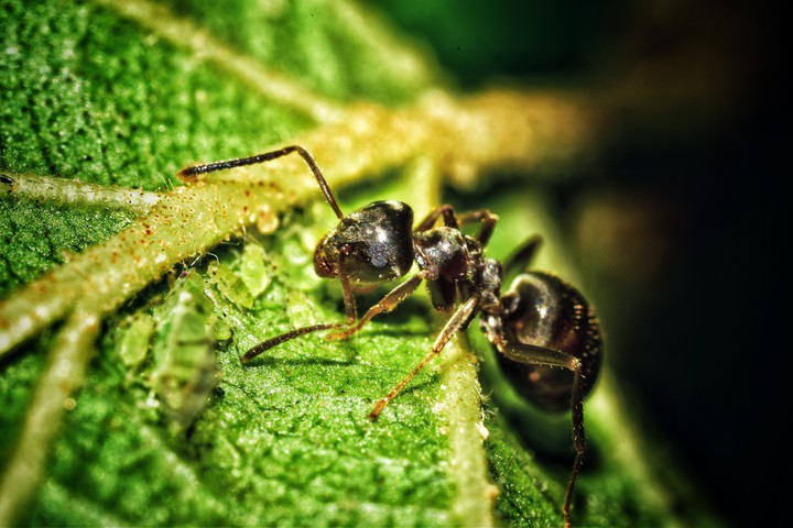 macro