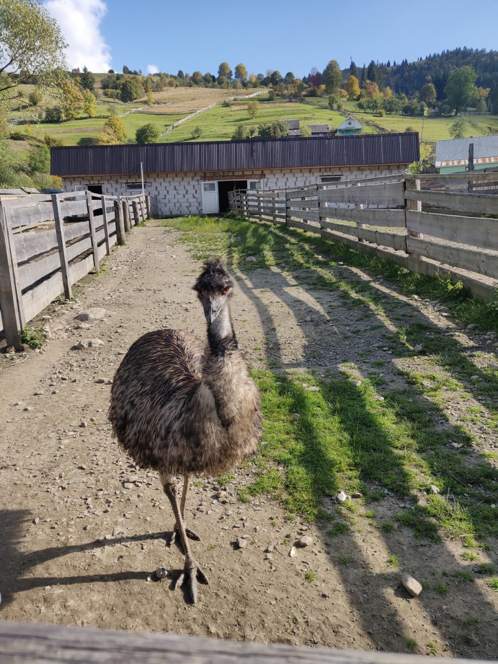 Ostrich