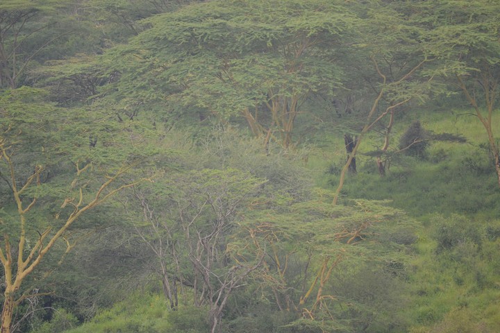 Kenya