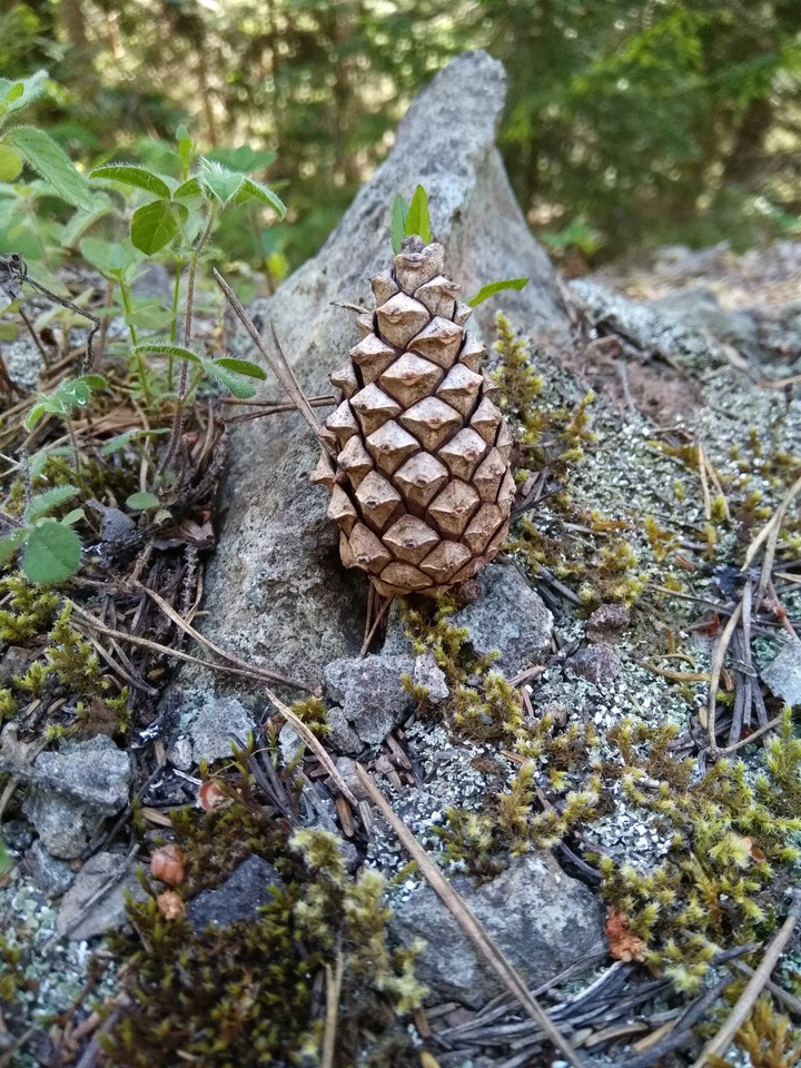 kozalak