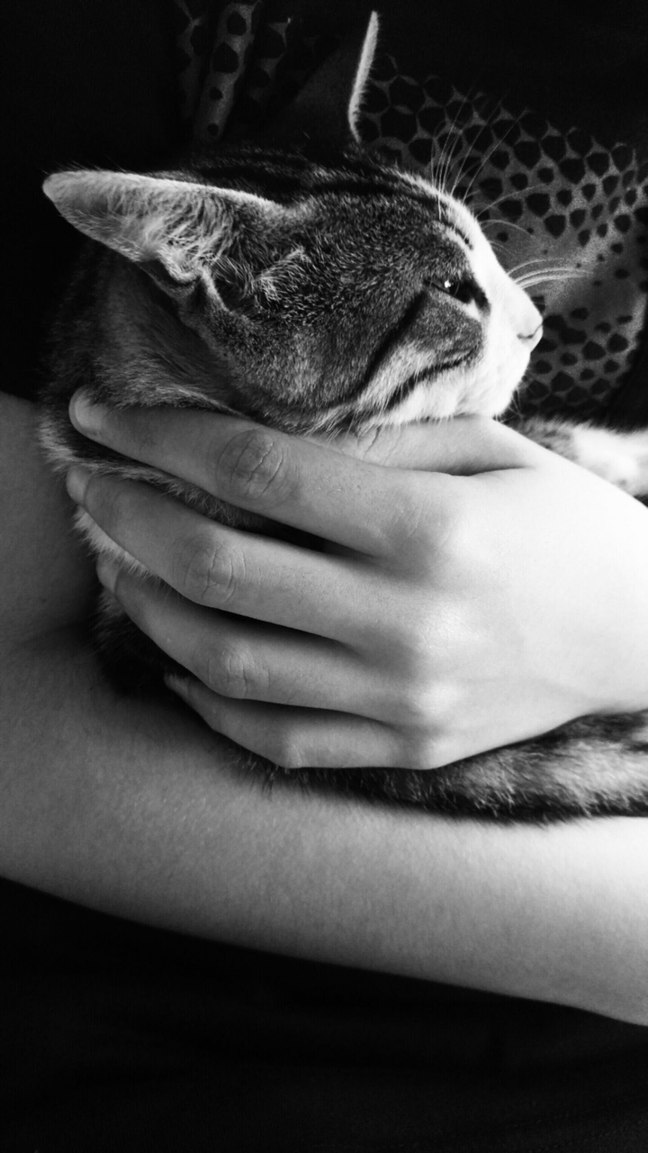 my lovely cat