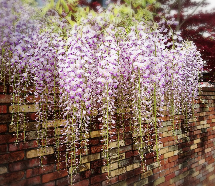 藤の花