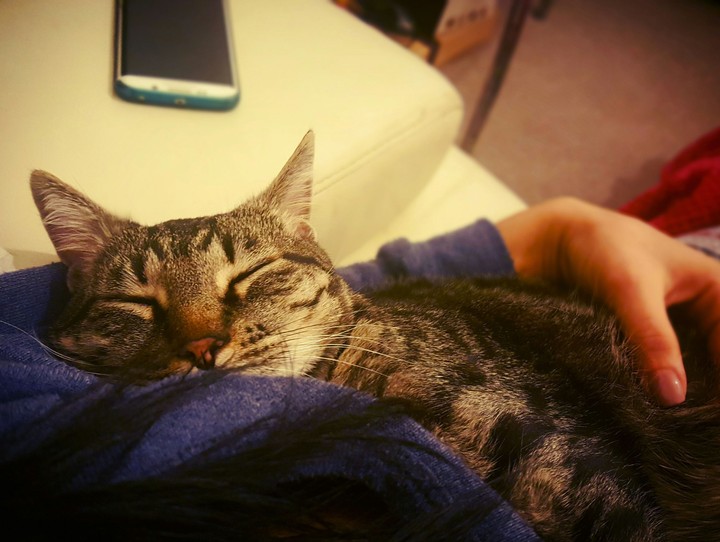 Cat! Sasha!