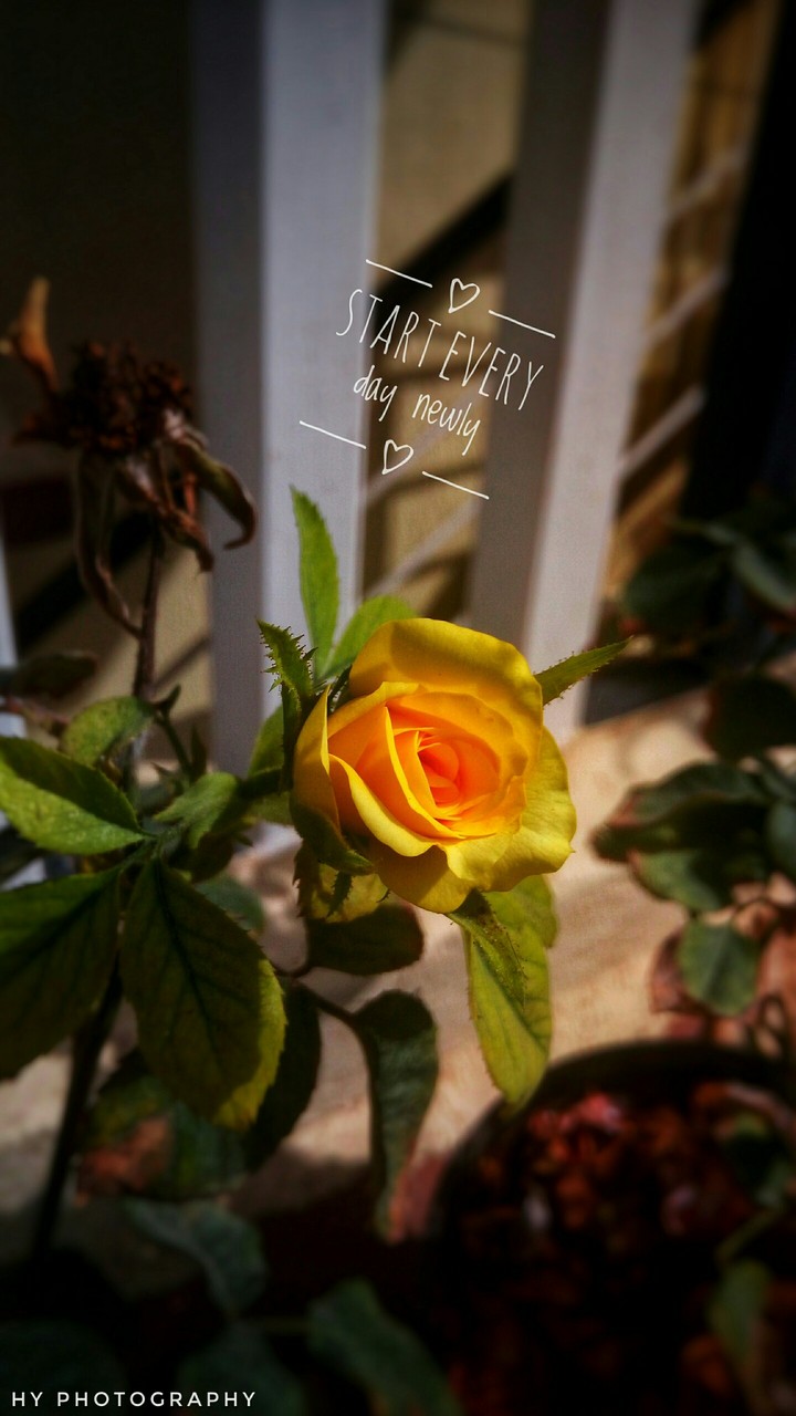 rose
