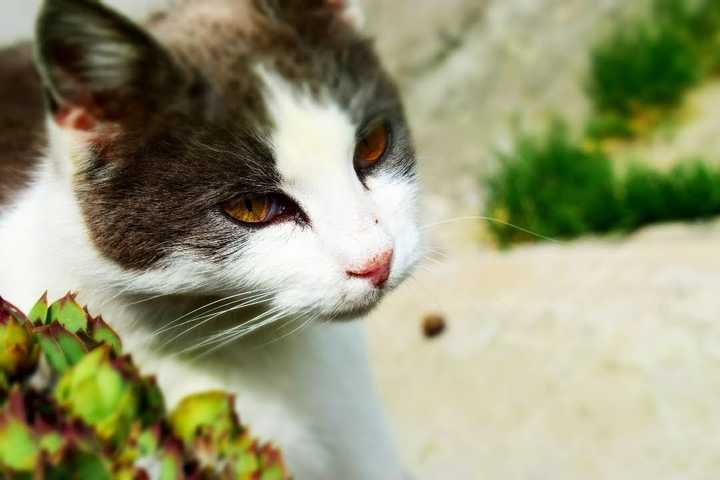 lindo