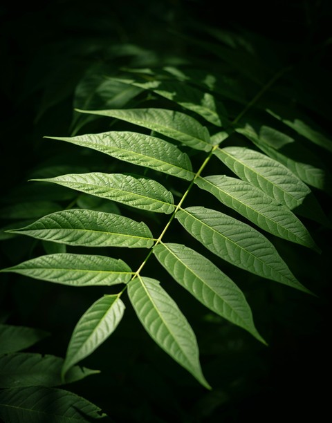 sfondi fern, mahogany