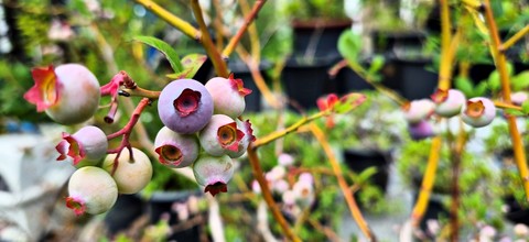 ταπετσαρίες bilberry, fruit