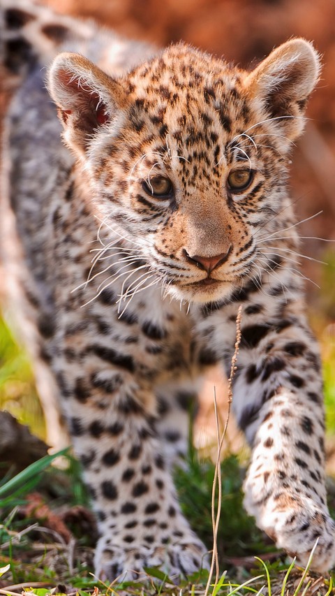 тапети Leopard, snout