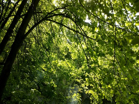 Trees