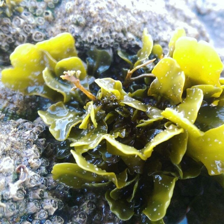 Coral