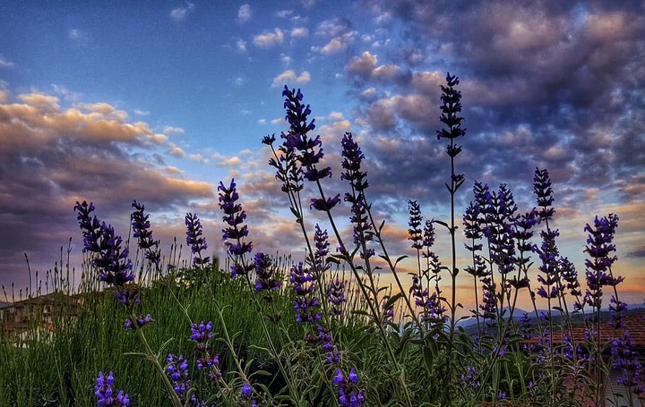 lavender in sunset