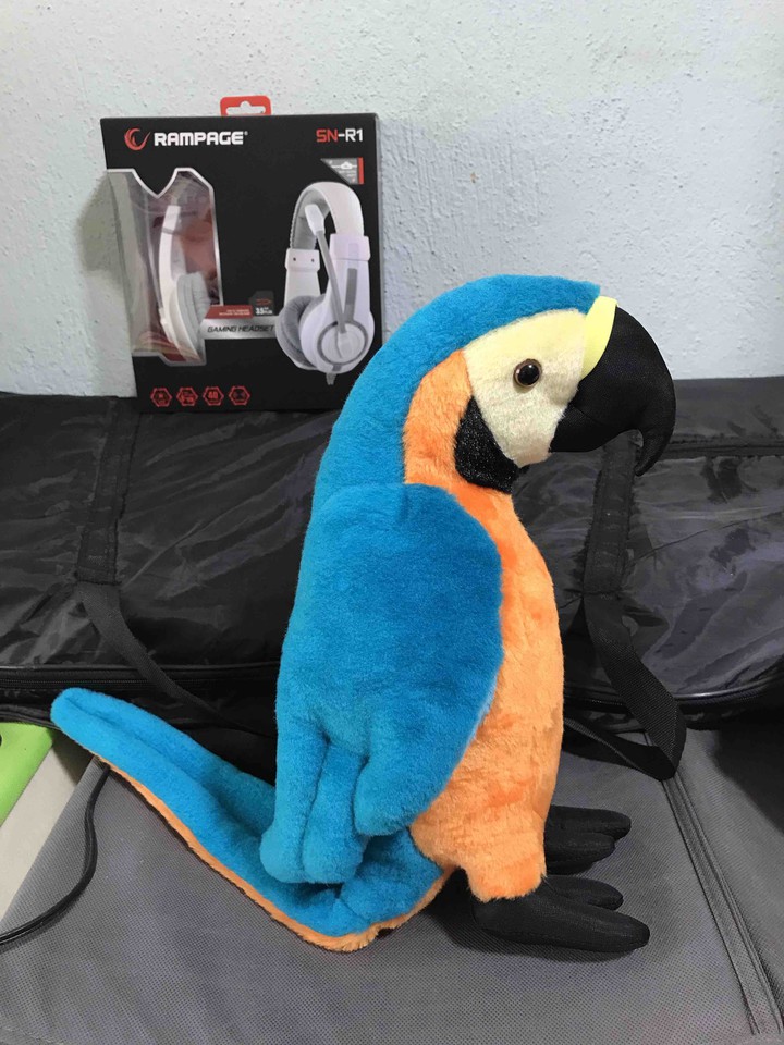 bird