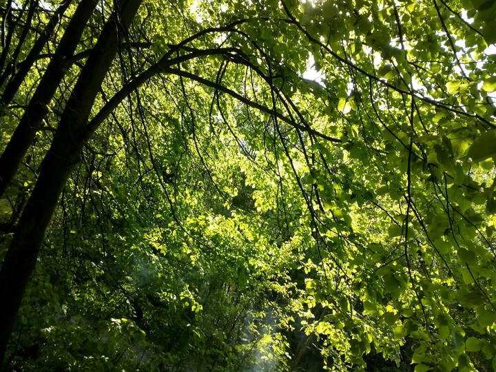 Trees