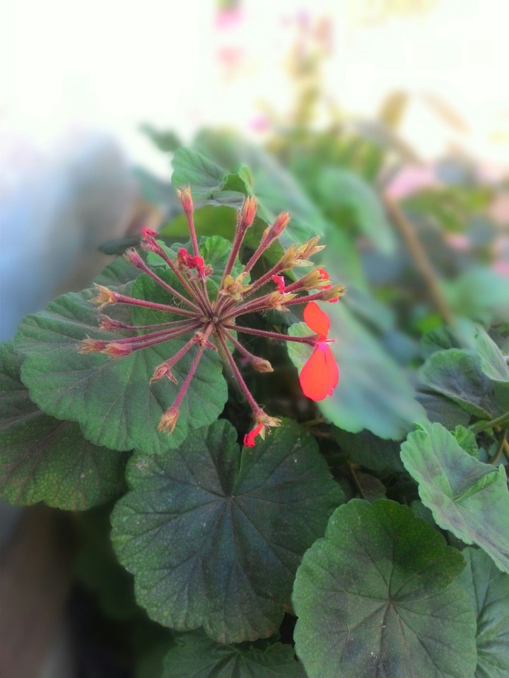 Planta