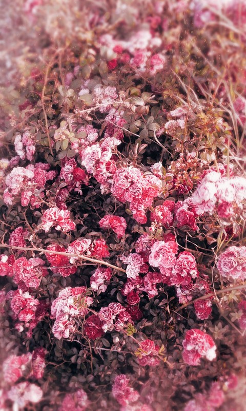 Roses
