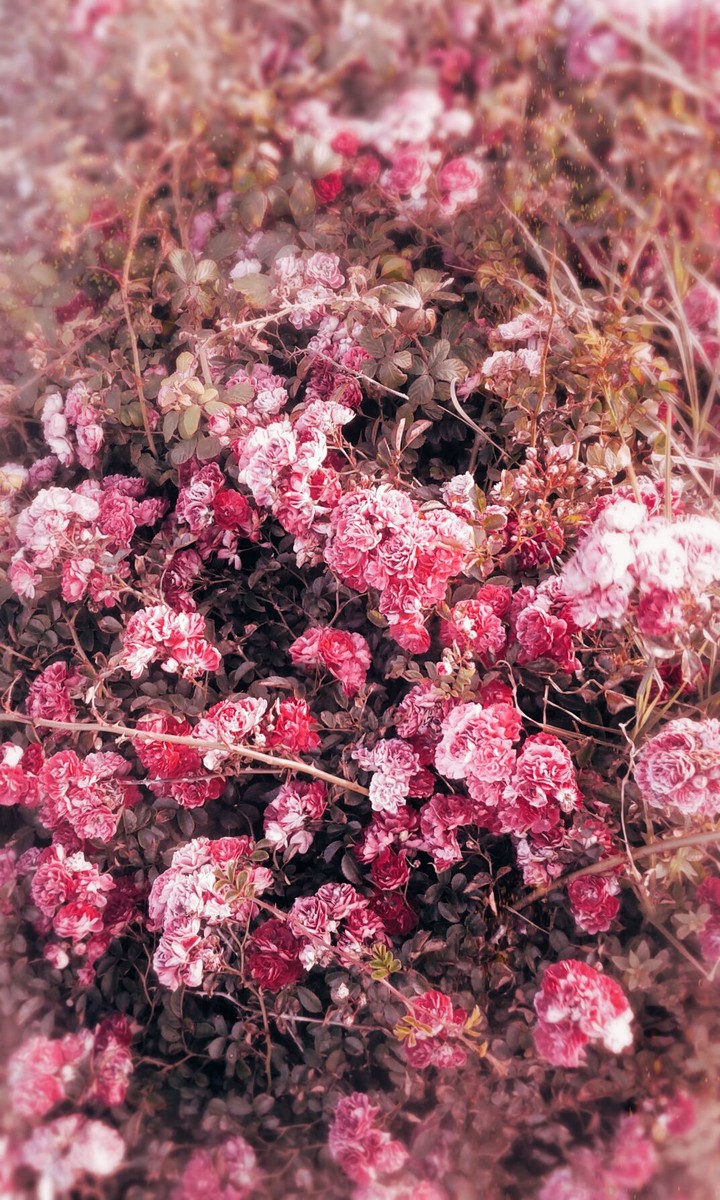 Roses