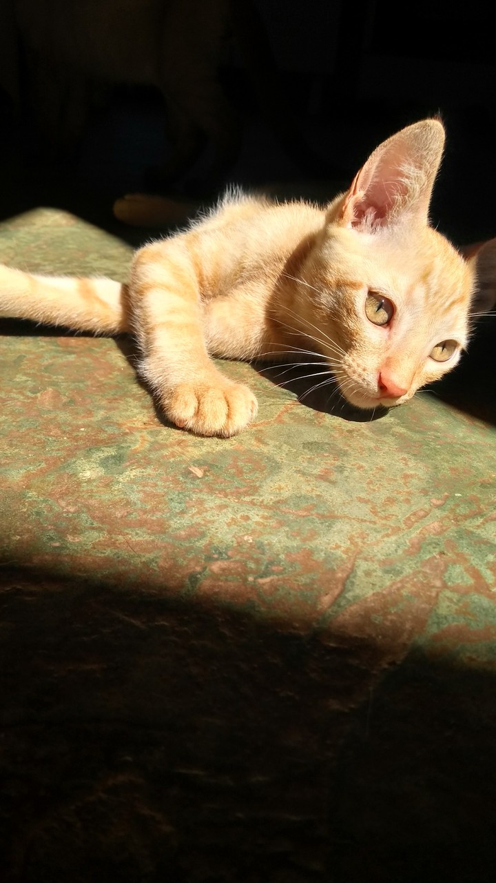 Meow, meow, meow