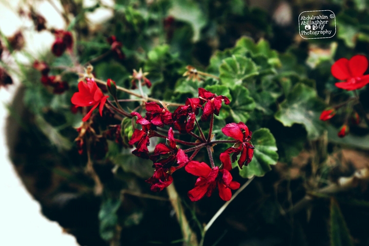 Flowers