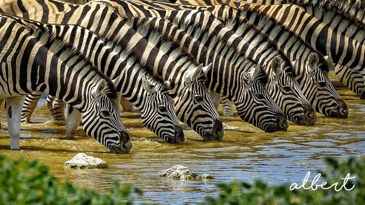 africa