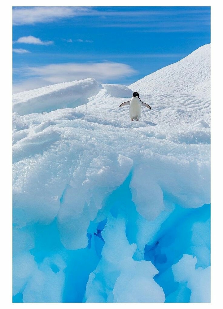 cute penguin