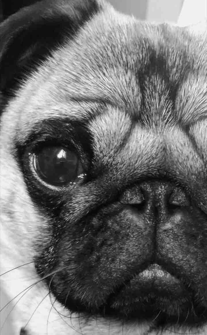 carlino