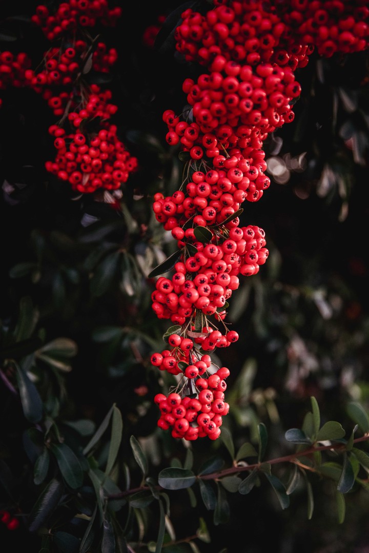 Berry