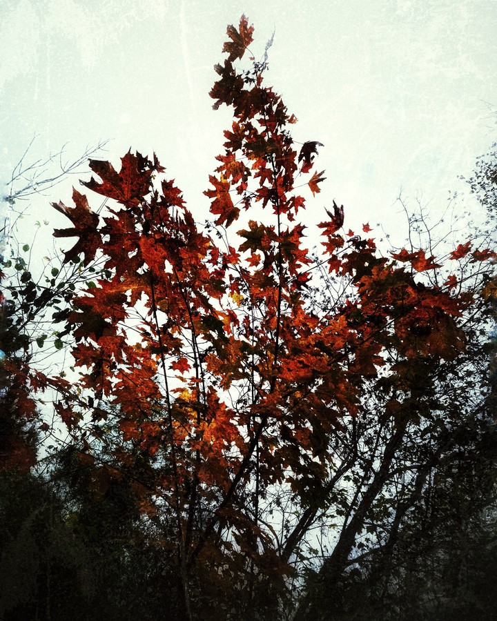 Herbst