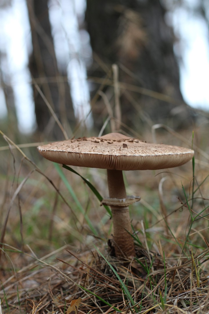 Mushroom