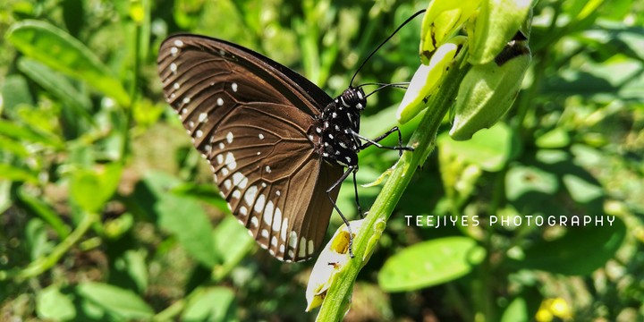 Butterfly 
