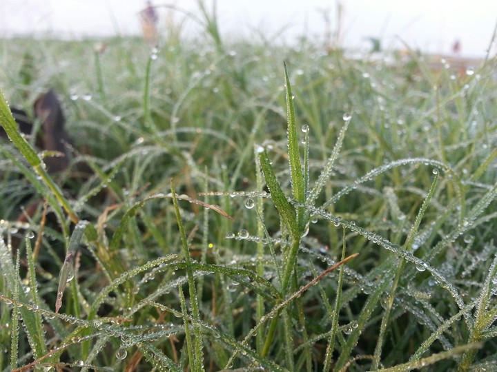Winter Morning