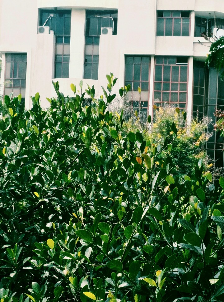 nice tree
